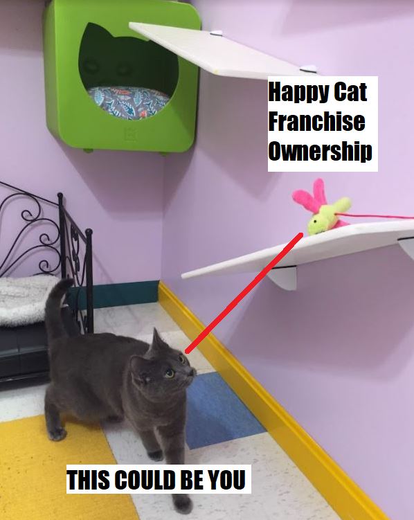 Happy Cat Franchise Opportunity