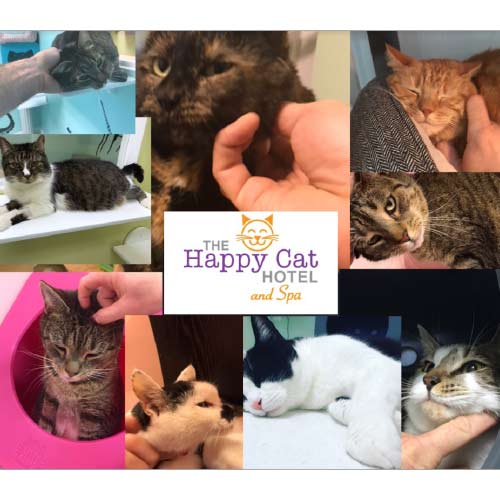 collage of happy cats
