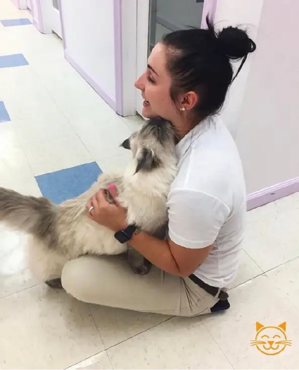 Staff member playing with a cat