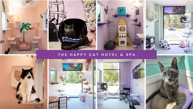 Happy Cat Hotel collage images