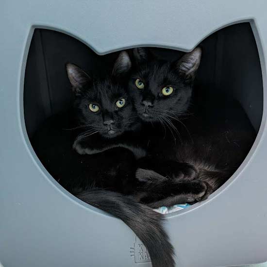 two black cats in cubbie