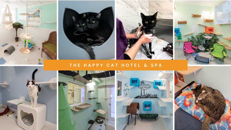 cat hotel room collage