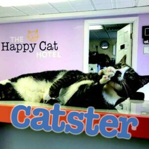 catster magazine image and logo